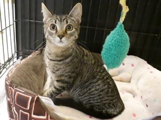 Lydia, an adoptable Tabby, Domestic Short Hair in Anaconda, MT, 59711 | Photo Image 4