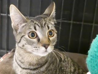 Lydia, an adoptable Tabby, Domestic Short Hair in Anaconda, MT, 59711 | Photo Image 3