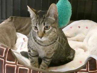Lydia, an adoptable Tabby, Domestic Short Hair in Anaconda, MT, 59711 | Photo Image 5