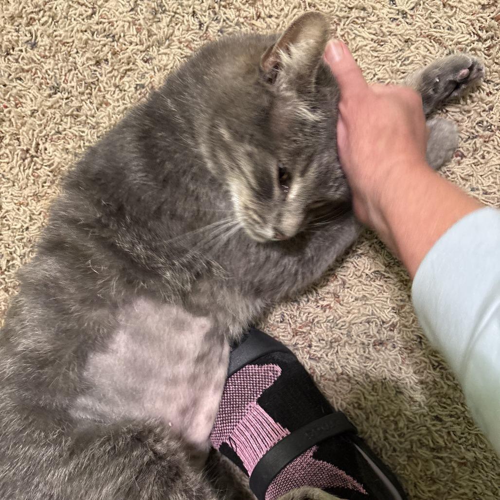 Enlarge Meadow, a Adoptable Domestic Short Hair in St. Louis, MO image 1/3