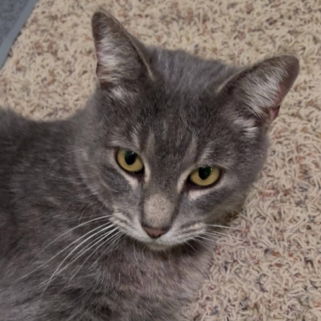 Enlarge Meadow, a Adoptable Domestic Short Hair in St. Louis, MO image 2/3