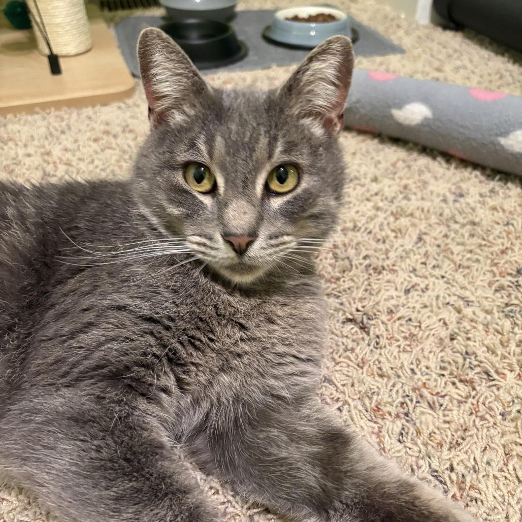 Enlarge Meadow, a Adoptable Domestic Short Hair in St. Louis, MO image 3/3