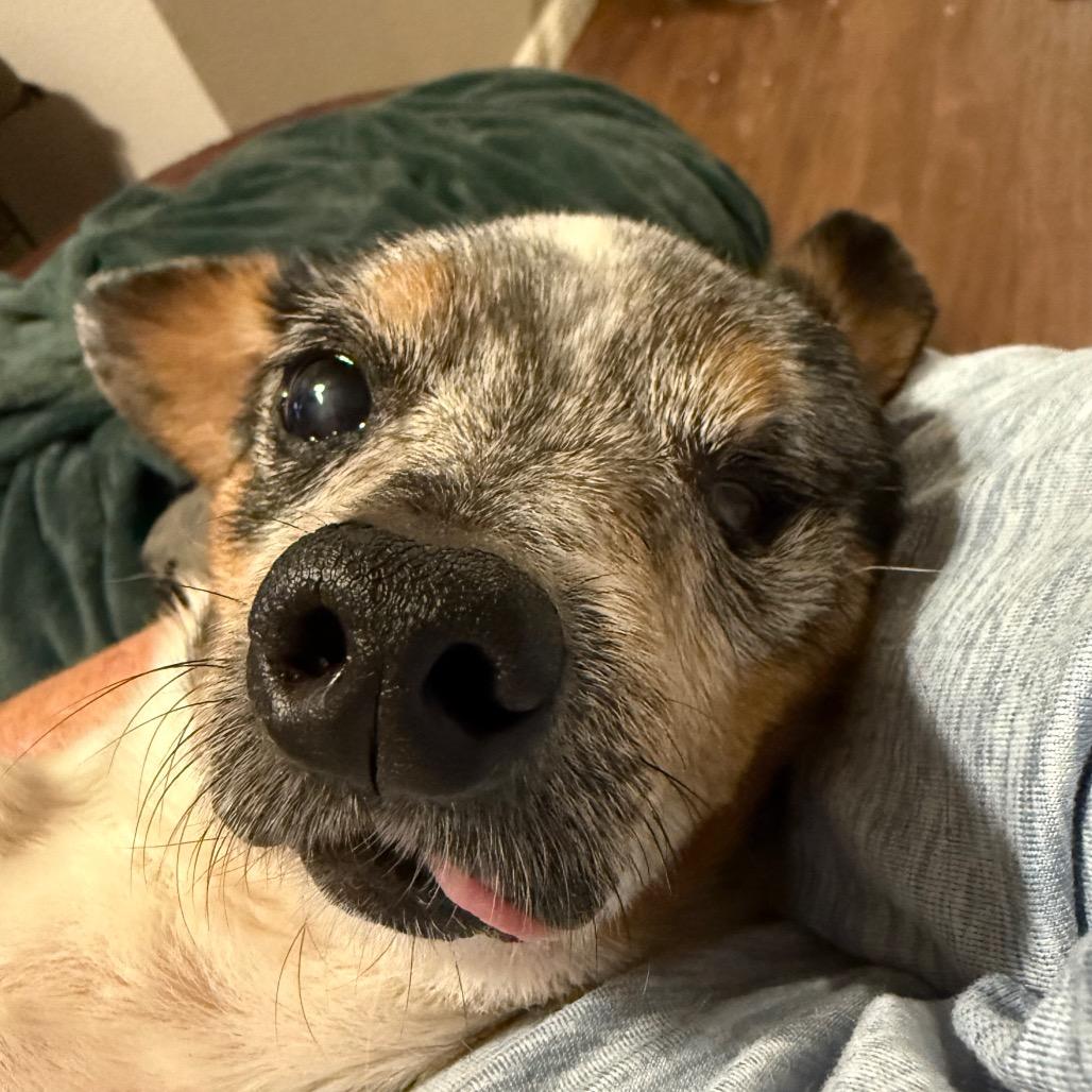 Morty — thumbnail 3