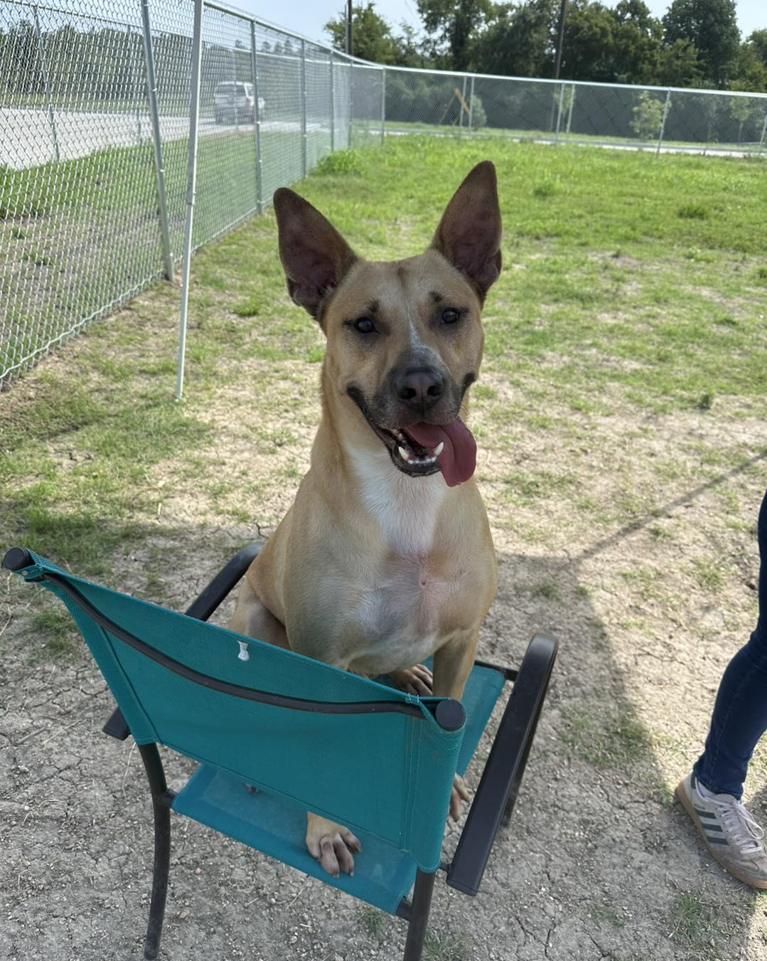 Enlarge Toby Keith, a Adoptable mixed breed in Huntsville , TX image 1/1