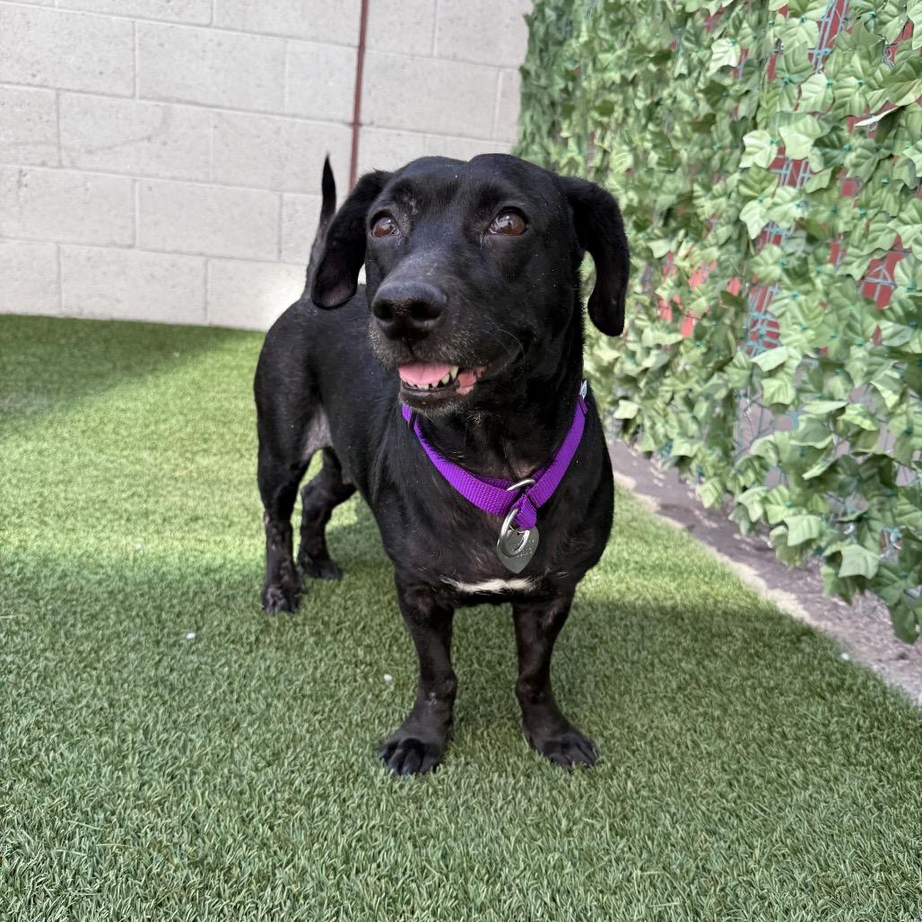 Enlarge Tasi, a Adoptable Mixed Breed in Los Angeles, CA image 1/2