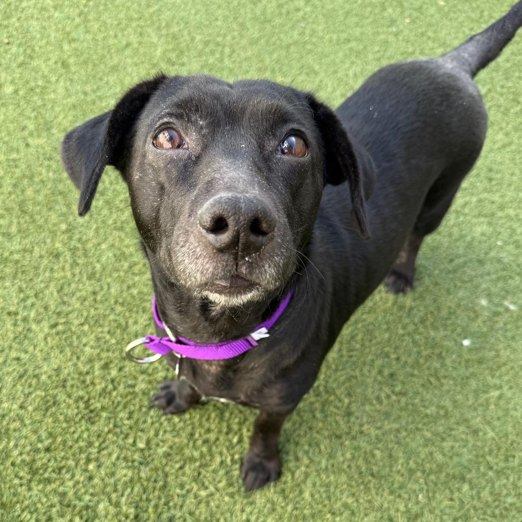 Enlarge Tasi, a Adoptable Mixed Breed in Los Angeles, CA image 2/2