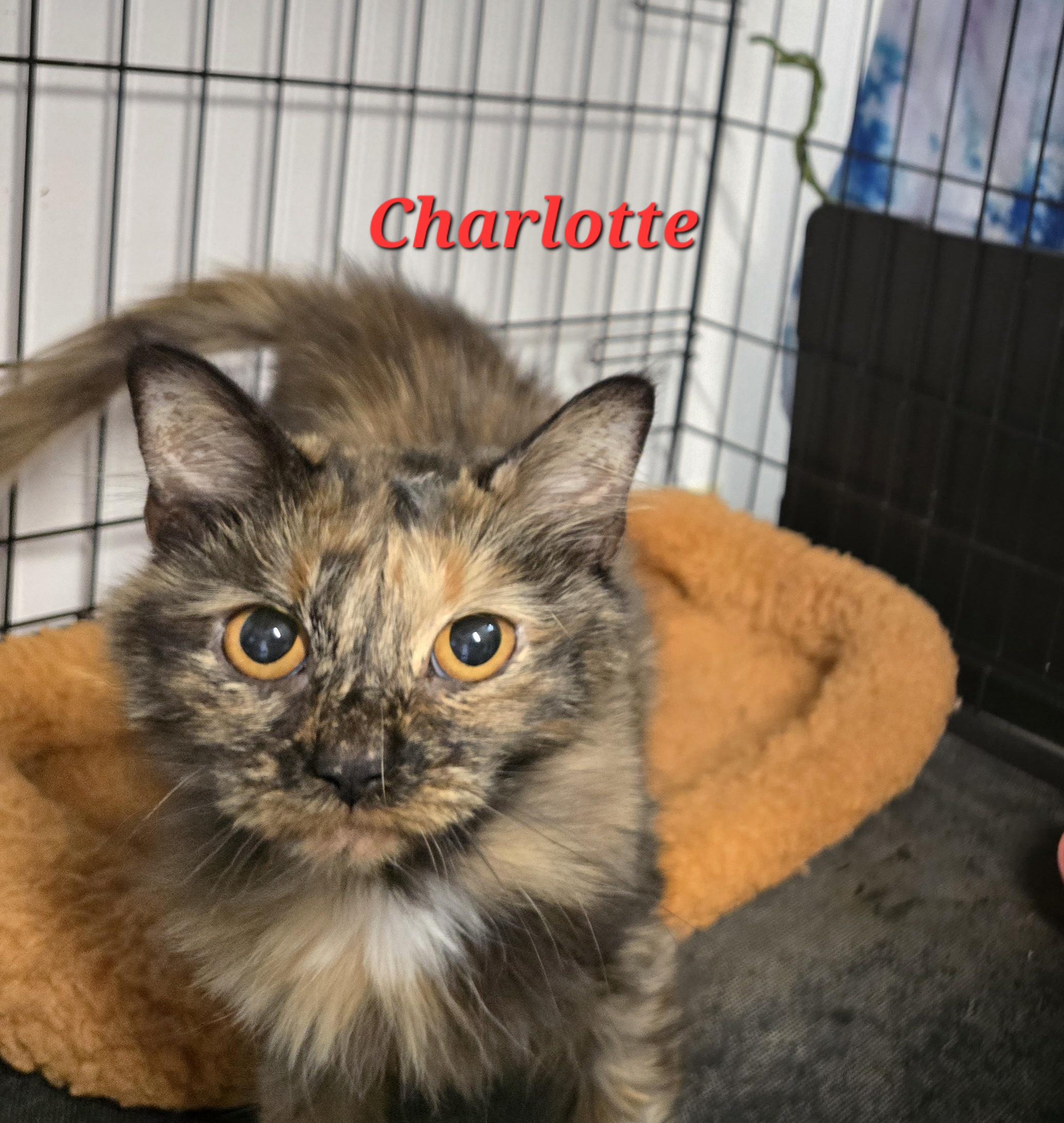 Enlarge Charlotte, a Adoptable Tortoiseshell in Buena Vista, VA image 1/1