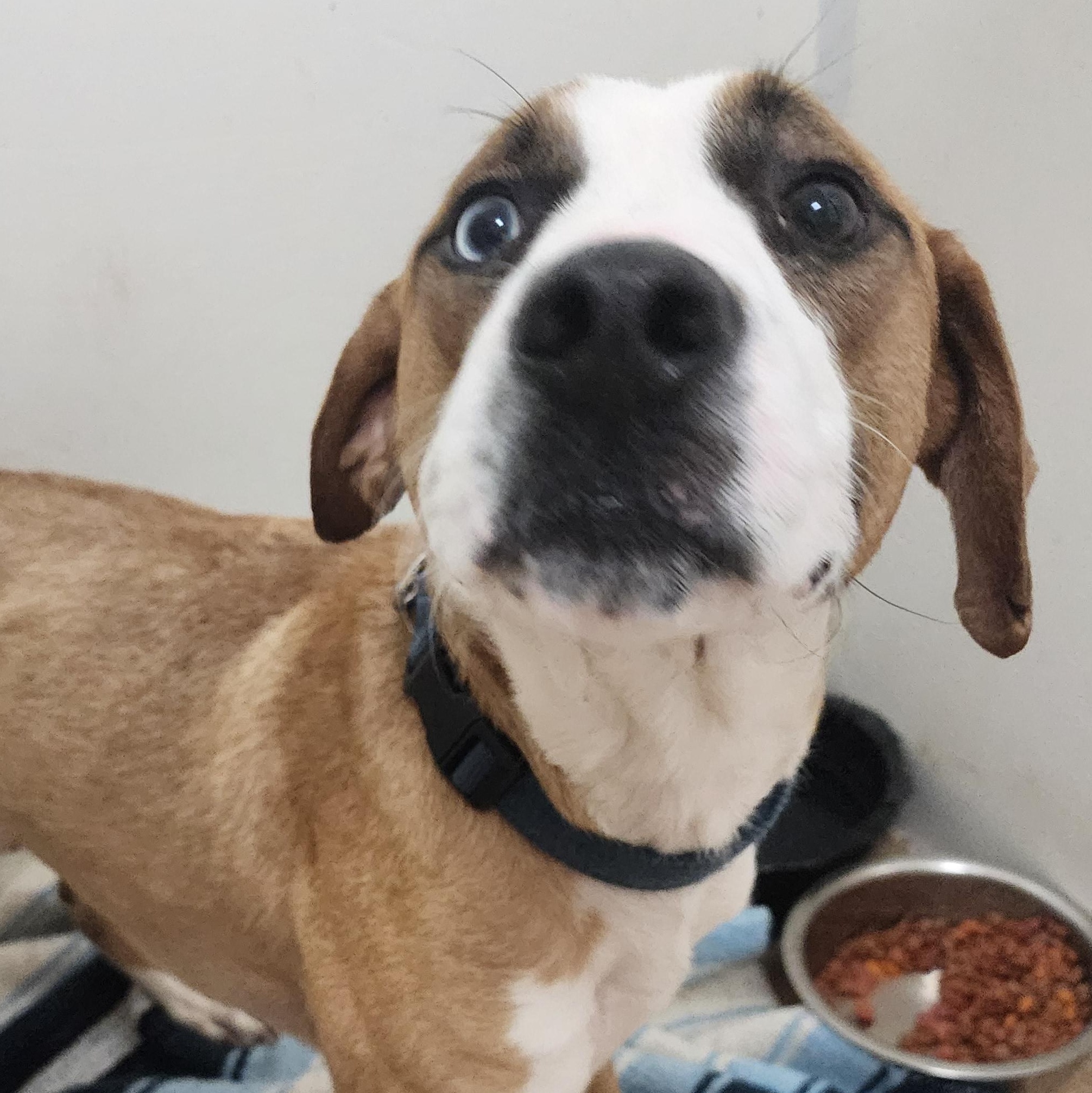 Enlarge Gizmo, a ADOPTABLE mixed breed in Tama, IA image 2/2