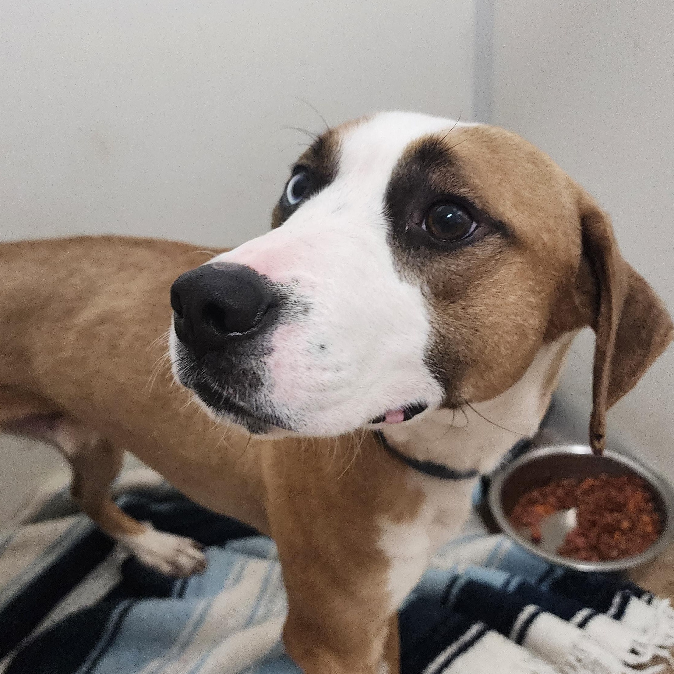 Enlarge Gizmo, a ADOPTABLE mixed breed in Tama, IA image 1/2