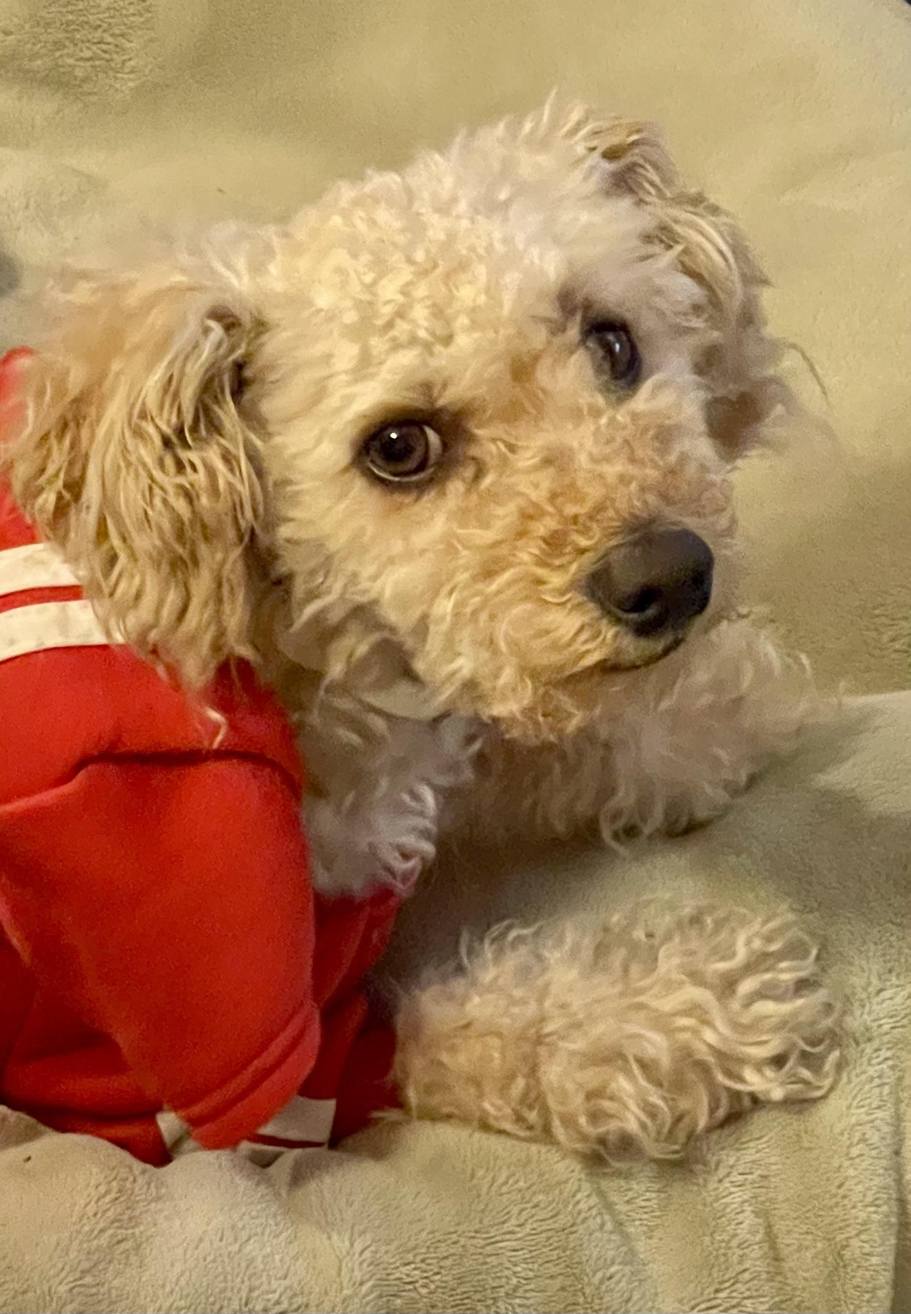 Enlarge Carter, a Adopted Poodle in Sherman Oaks, CA image 1/5