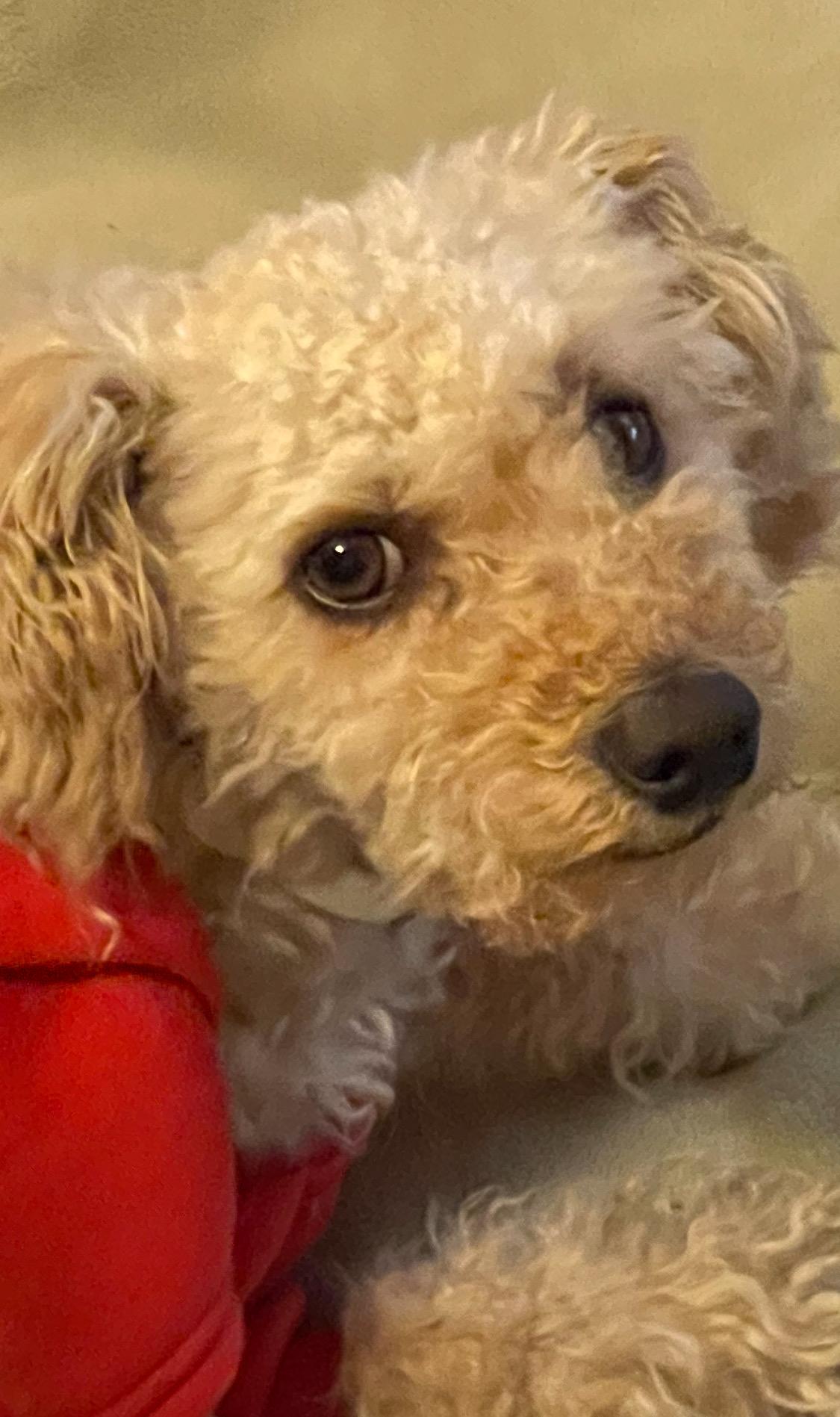 Enlarge Carter, a Adopted Poodle in Sherman Oaks, CA image 2/5