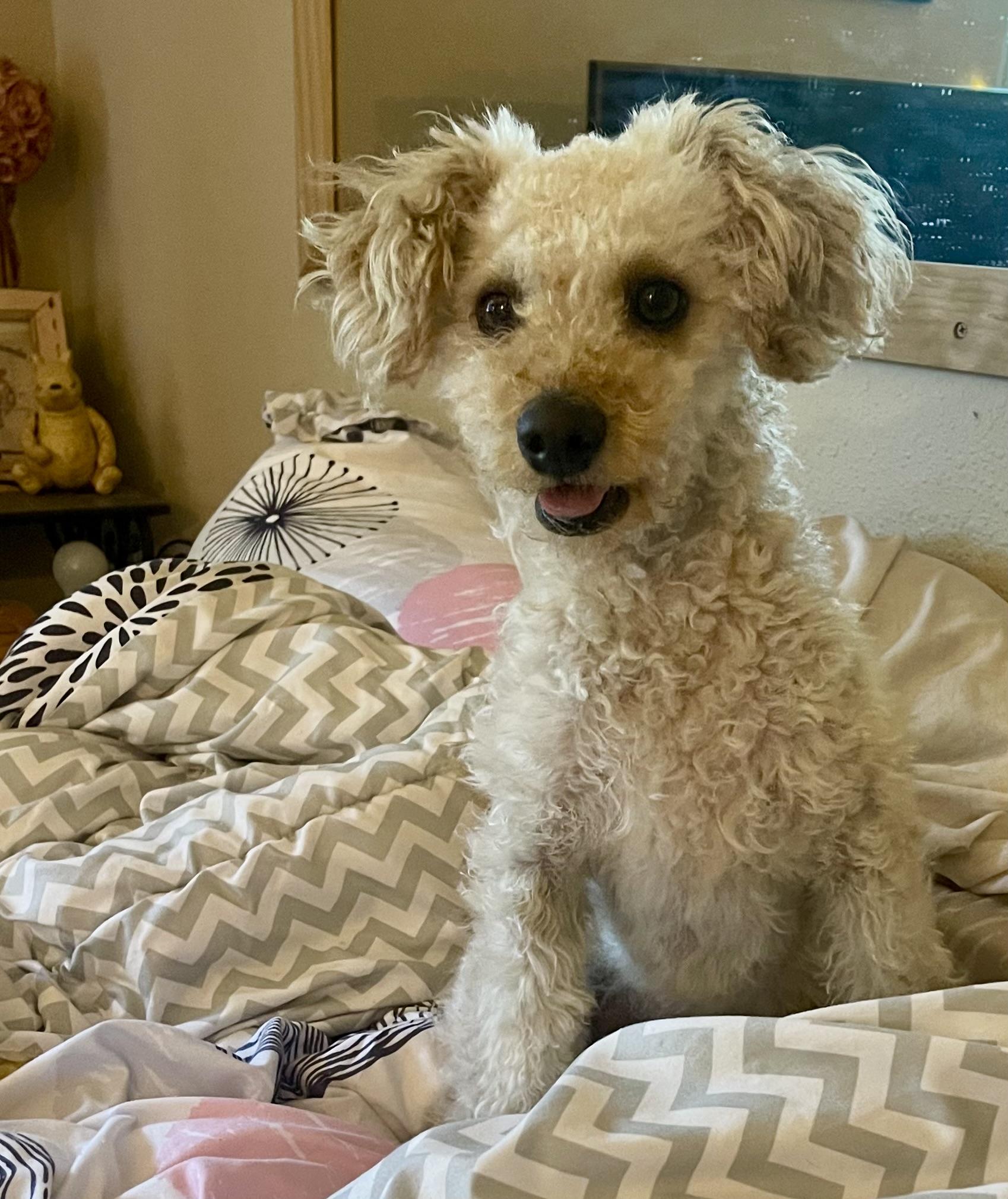 Enlarge Carter, a Adopted Poodle in Sherman Oaks, CA image 3/5