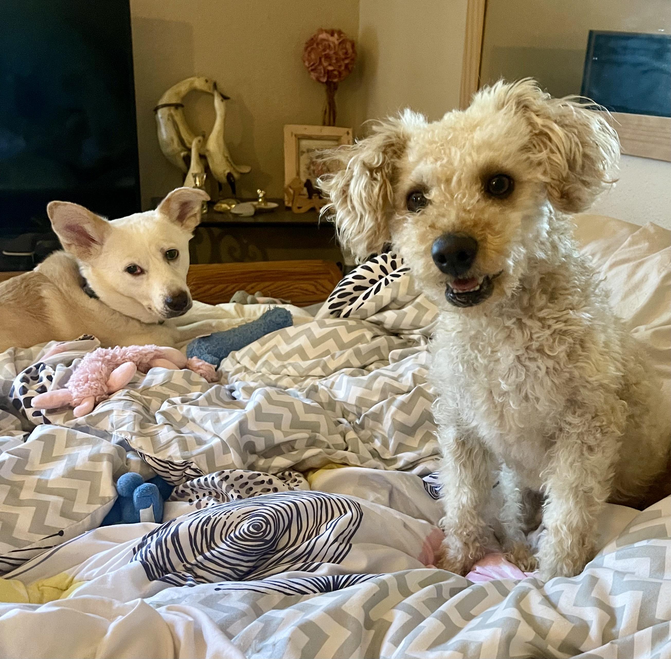Carter, Adopted, Adult Male Poodle.