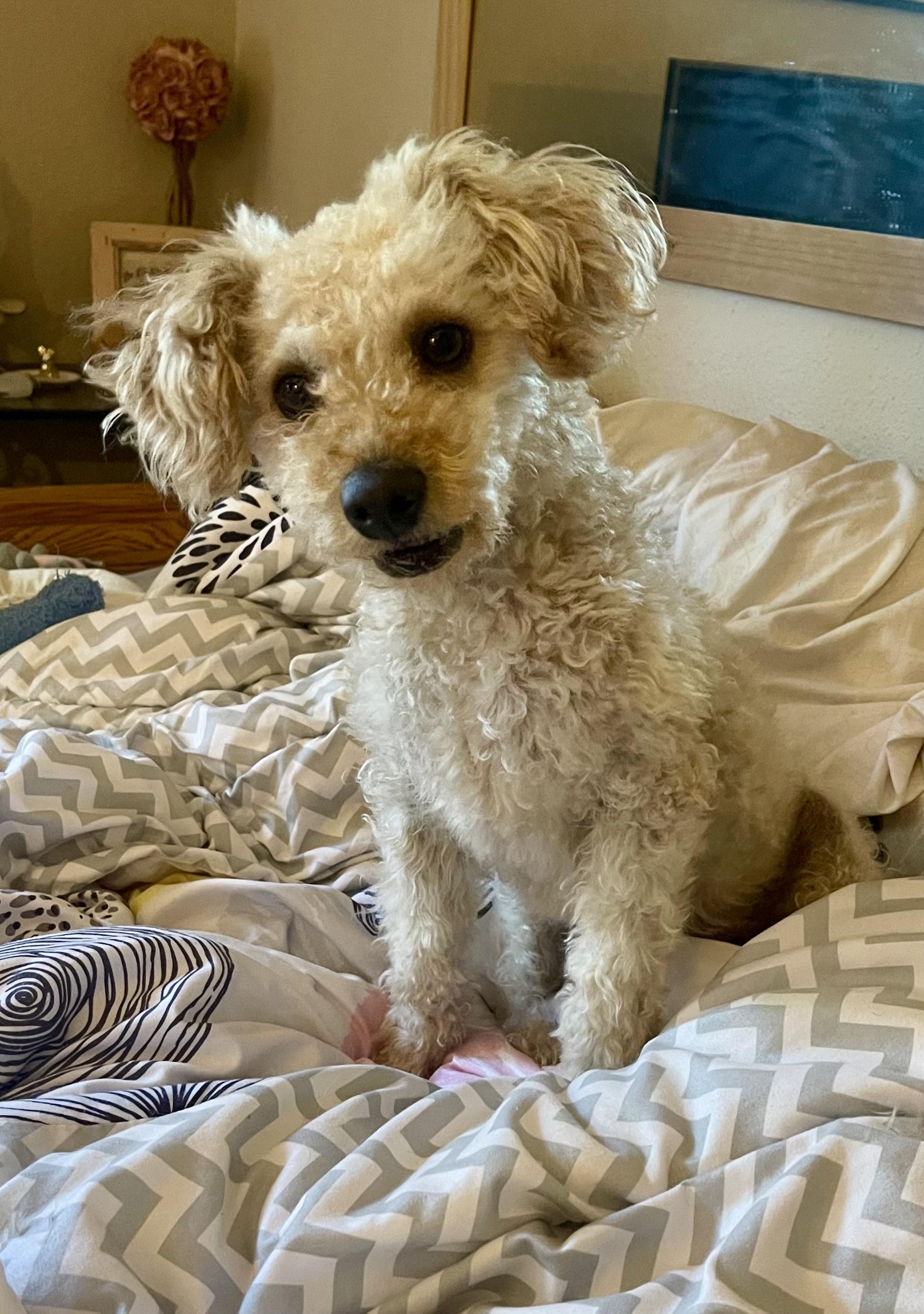 Enlarge Carter, a Adopted Poodle in Sherman Oaks, CA image 5/5