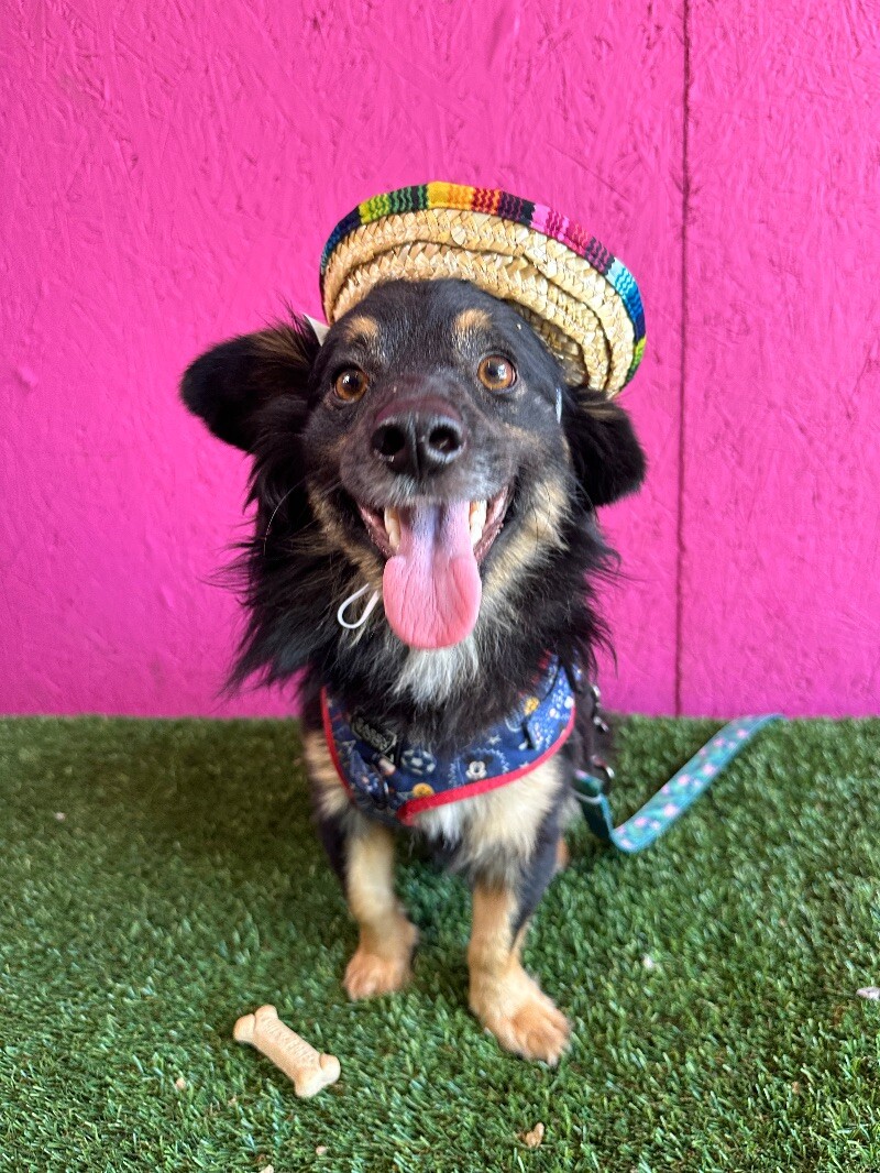 Dog for adoption Grayson, a Dachshund & Australian Shepherd Mix in