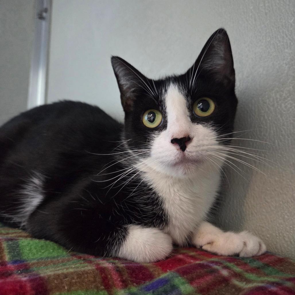 Pixel, a Adoptable Domestic Short Hair in Chattanooga, TN image 1/3
