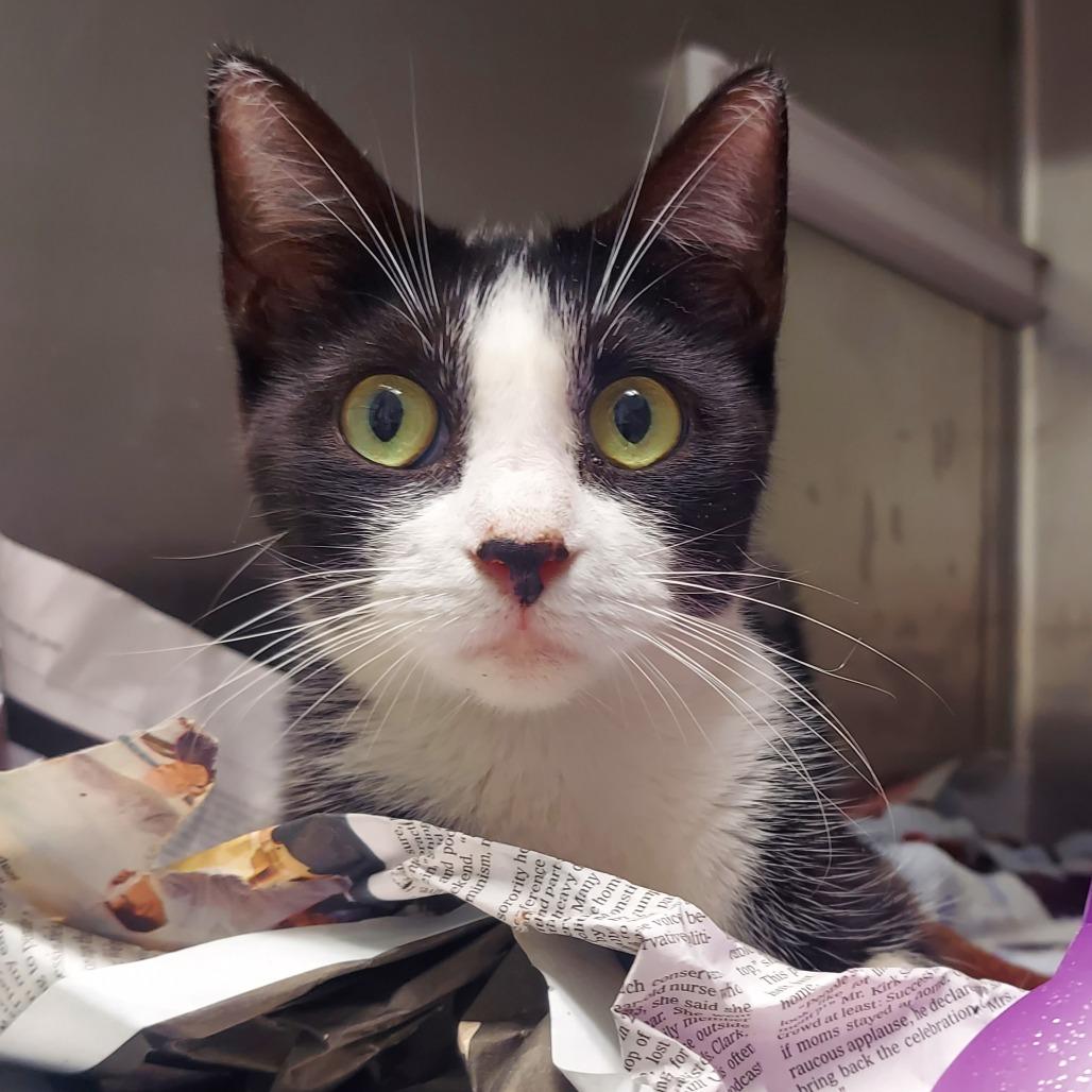 Pixel, a Adoptable Domestic Short Hair in Chattanooga, TN image 2/3