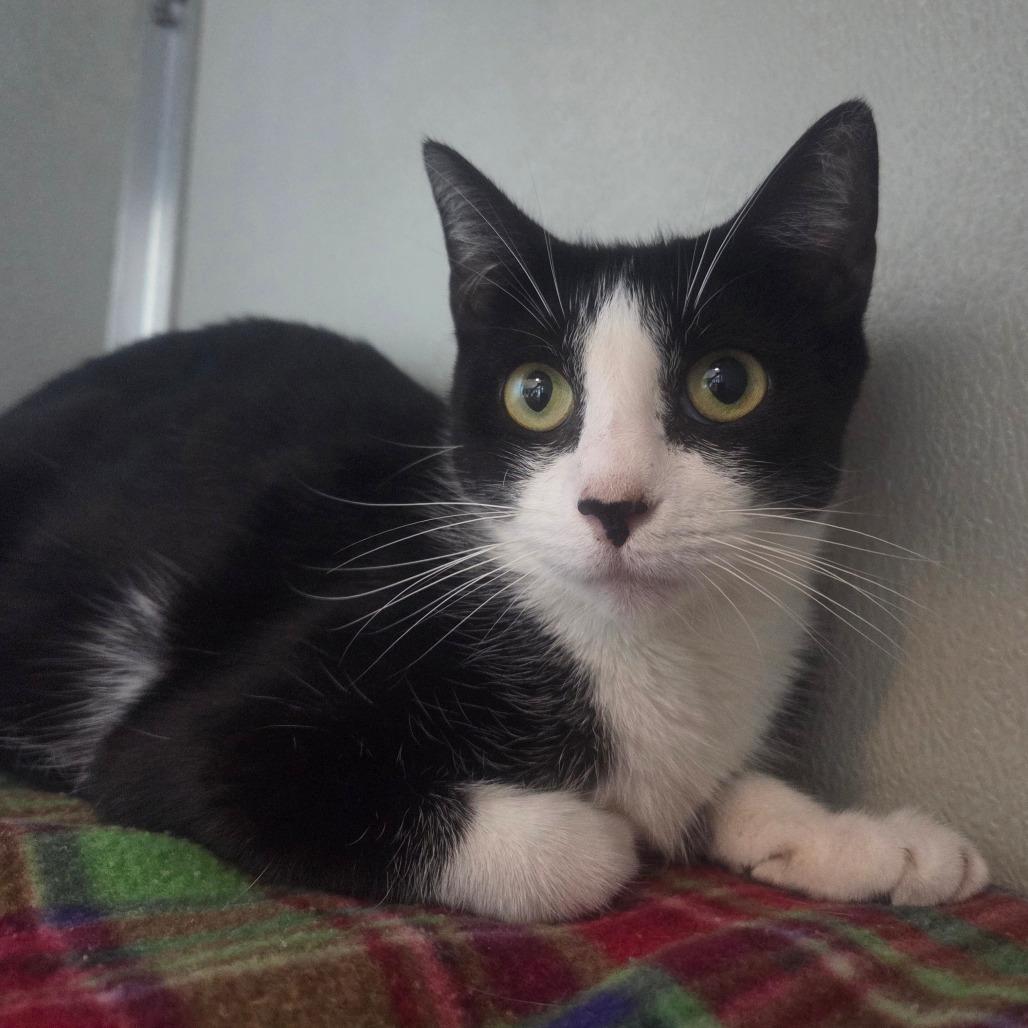 Pixel, a Adoptable Domestic Short Hair in Chattanooga, TN image 3/3