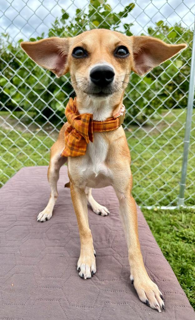 Enlarge LauLau, a Adoptable mixed breed in Cape Coral, FL image 1/1
