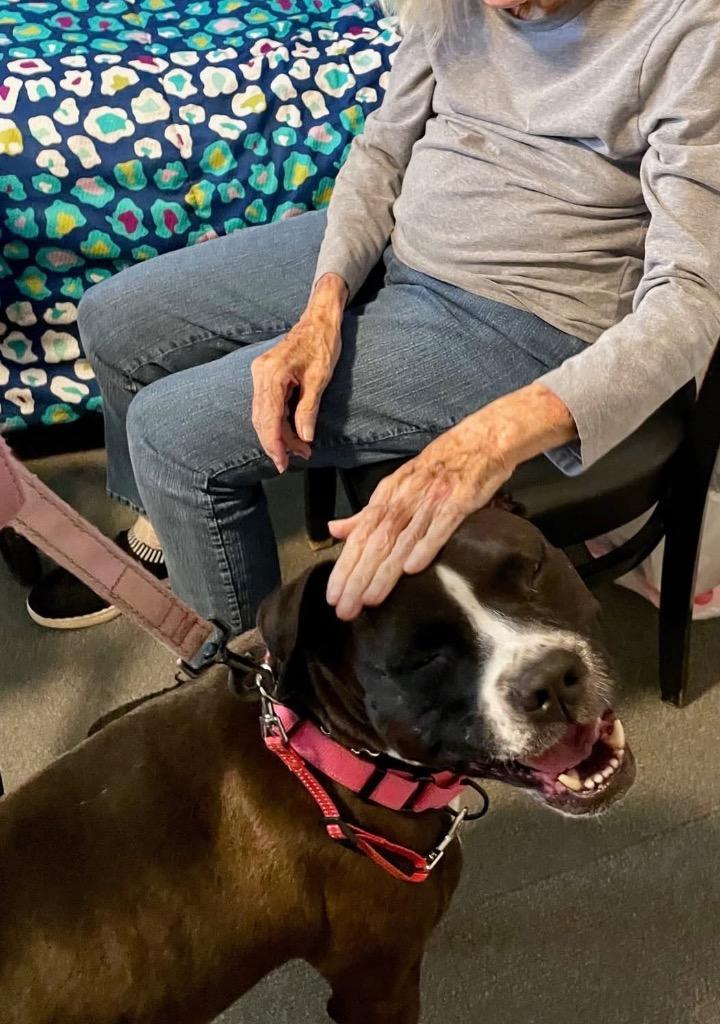 Bella, a Adoptable mixed breed in Newnan, GA image 1/6