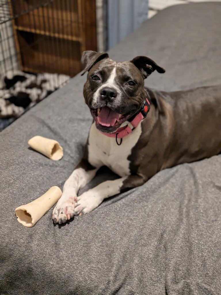 Bella, a Adoptable mixed breed in Newnan, GA image 2/6