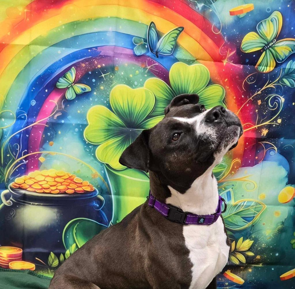 Enlarge Bella, a Adoptable mixed breed in Newnan, GA image 2/6