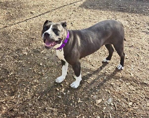 Enlarge Bella, a Adoptable mixed breed in Newnan, GA image 3/6