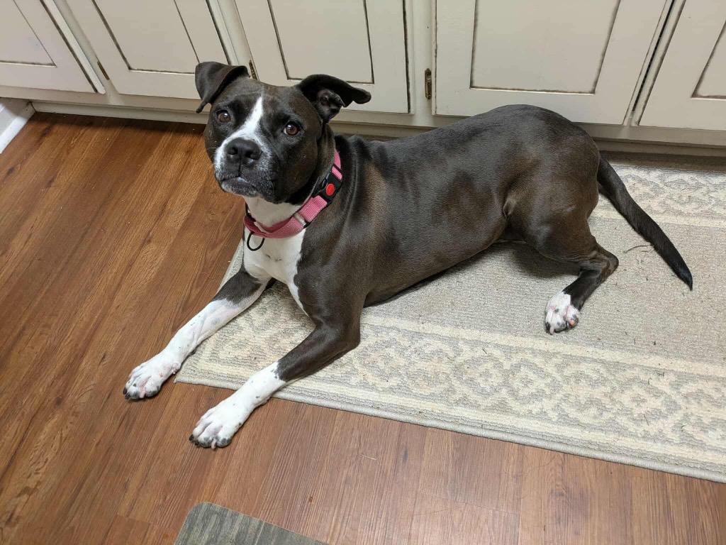 Enlarge Bella, a Adoptable mixed breed in Newnan, GA image 4/6