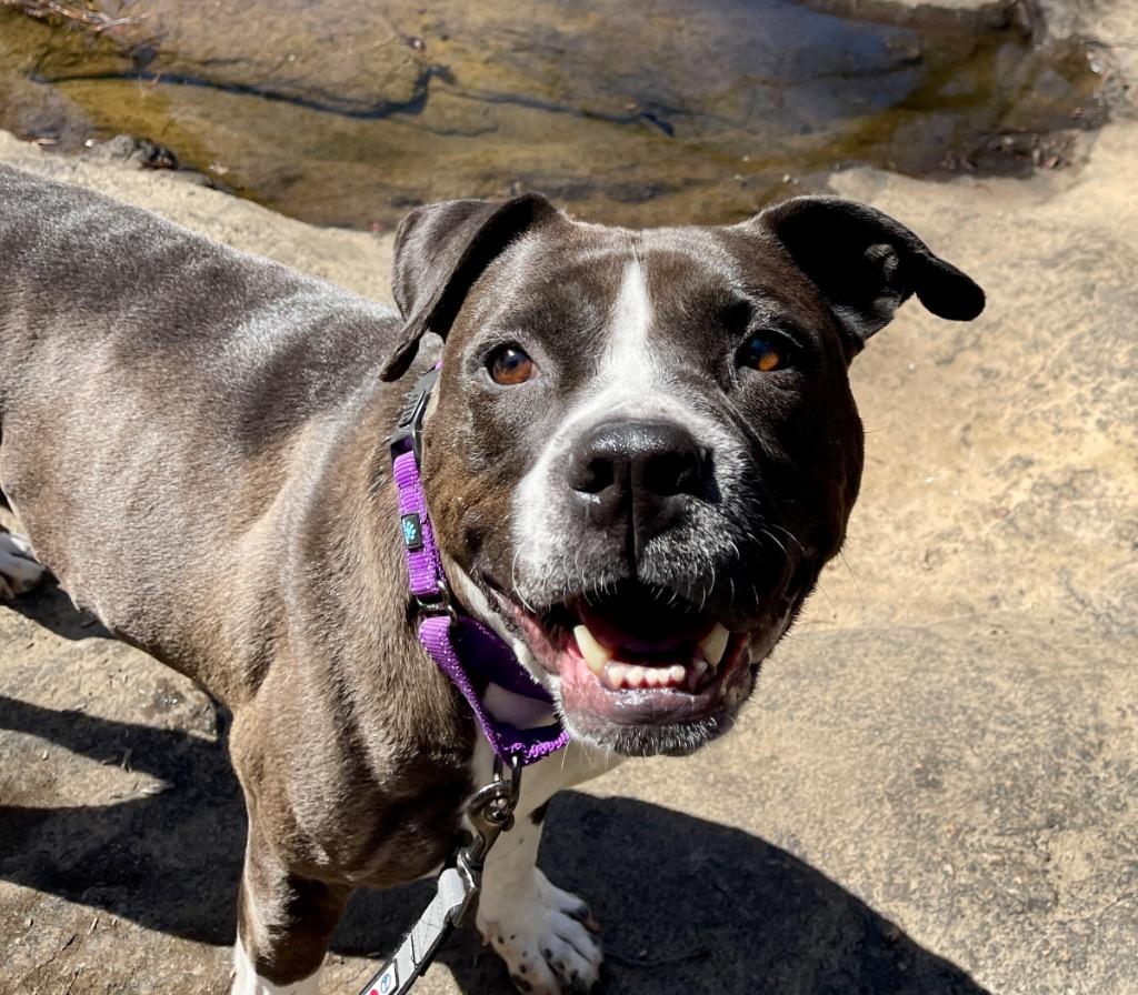 Enlarge Bella, a Adoptable mixed breed in Newnan, GA image 3/6