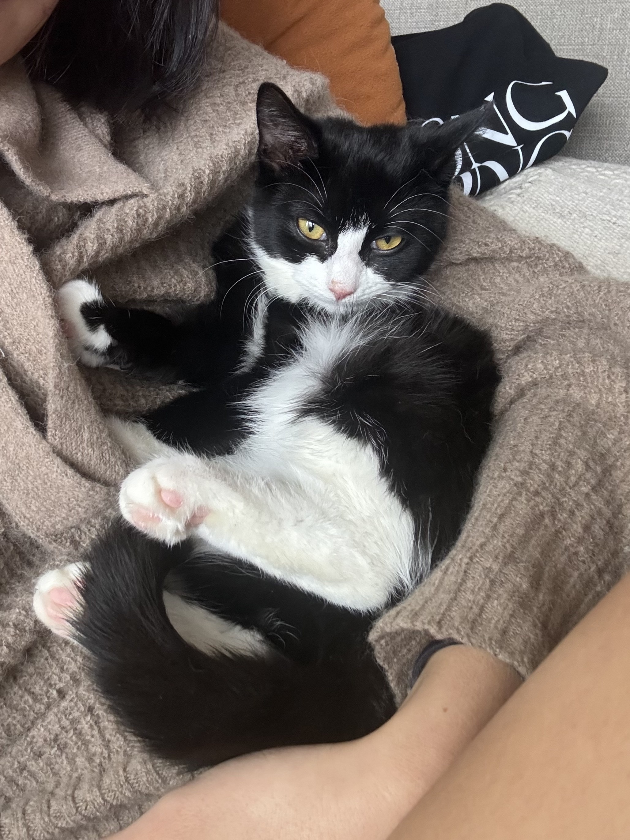 Frankie + Fern, Adopted, Kitten Female Domestic Short Hair.