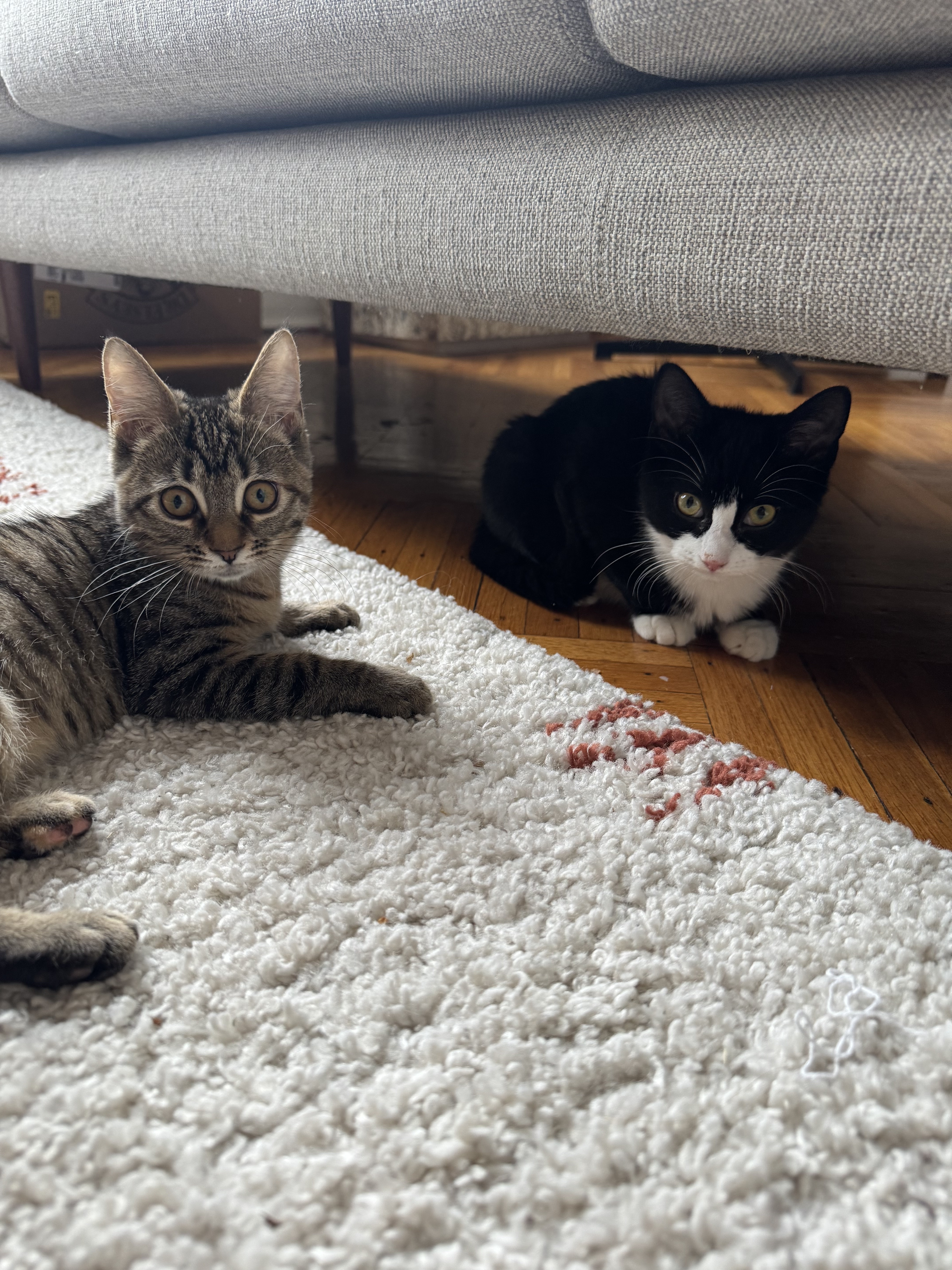 Frankie + Fern, a Adopted Domestic Short Hair in Brooklyn, NY image 2/6