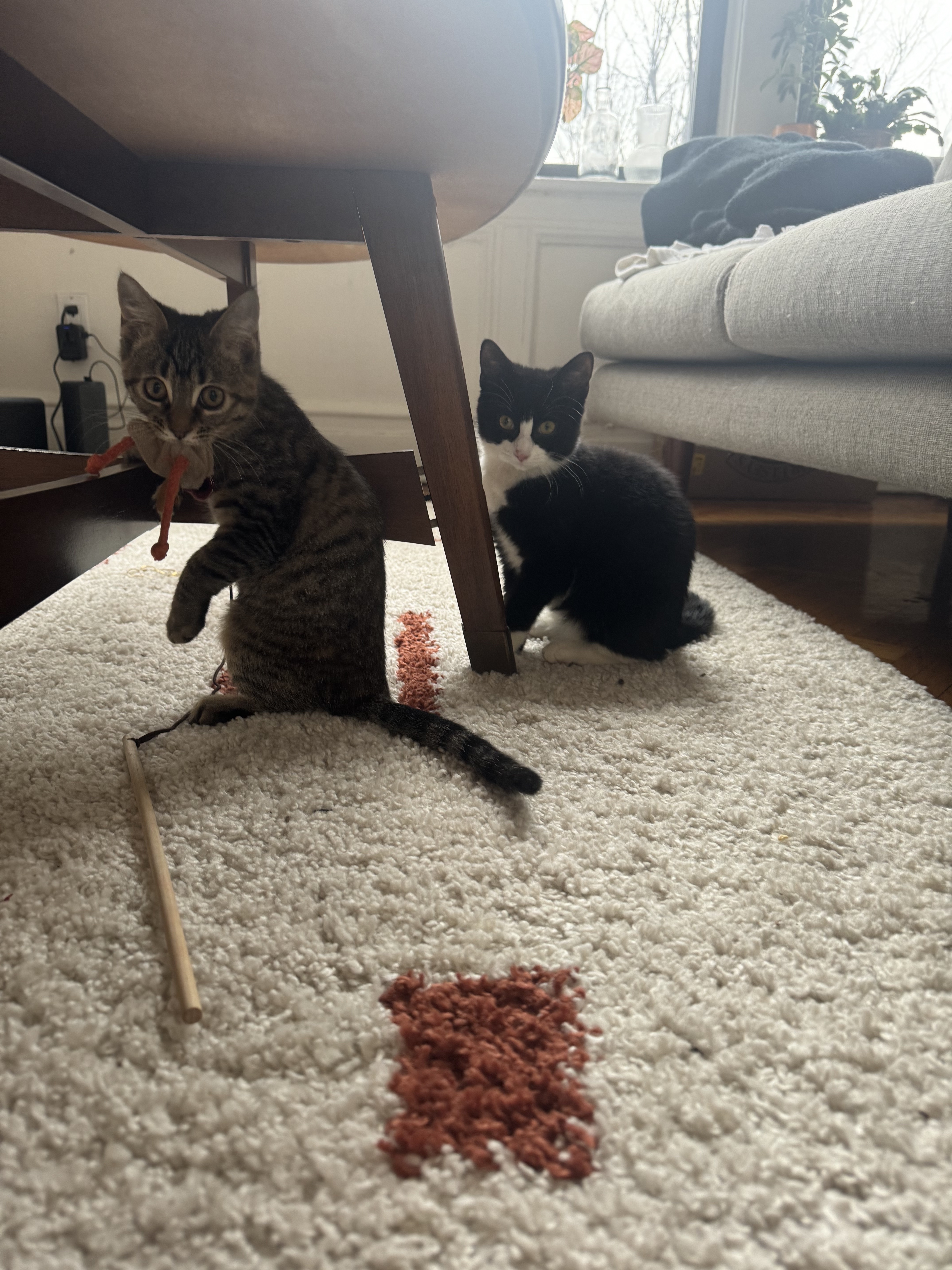 Frankie + Fern, Adopted, Kitten Female Domestic Short Hair.