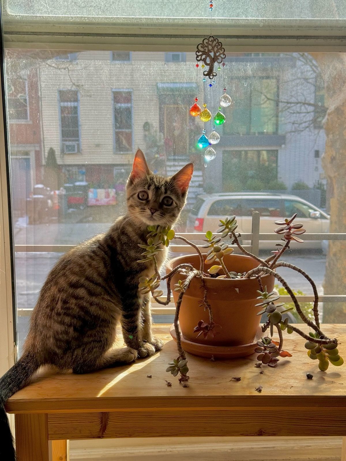 Frankie + Fern, a Adopted Domestic Short Hair in Brooklyn, NY image 4/6