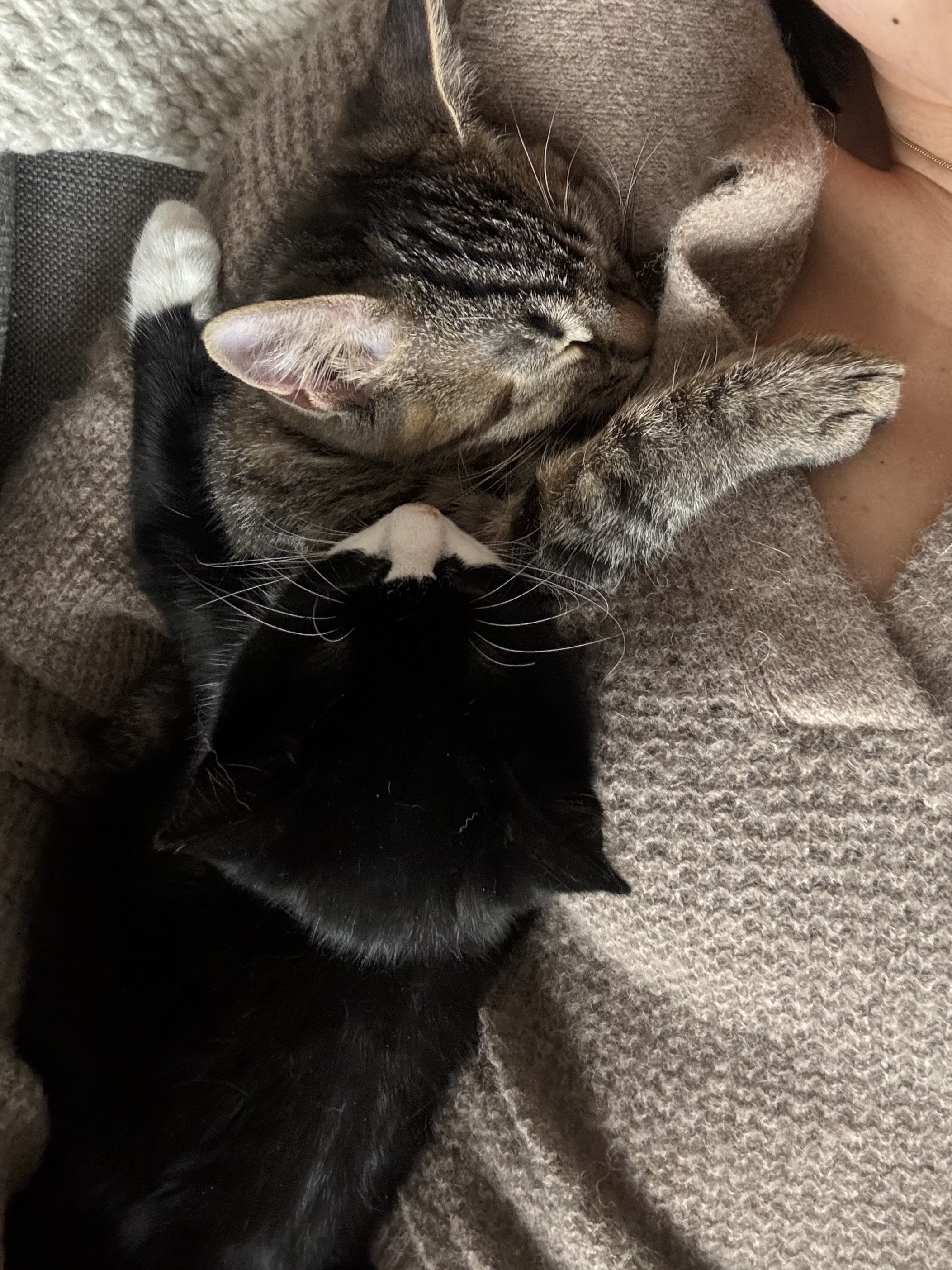 Frankie + Fern, a Adopted Domestic Short Hair in Brooklyn, NY image 5/6