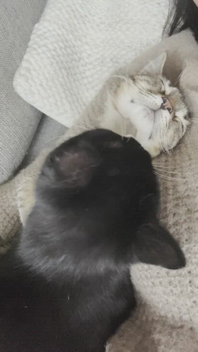 Enlarge Frankie + Fern, a Adopted Domestic Short Hair in Brooklyn, NY video 6/6