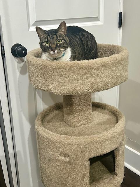 Lynx, a ADOPTABLE Domestic Short Hair in Philadelphia, PA image 3/6