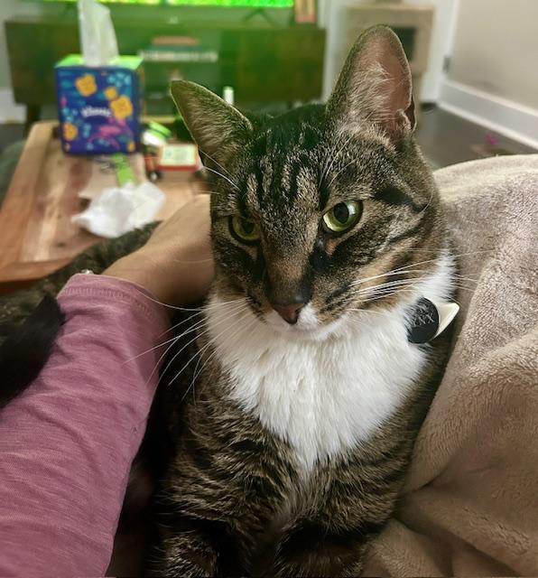 Lynx, a ADOPTABLE Domestic Short Hair in Philadelphia, PA image 4/6