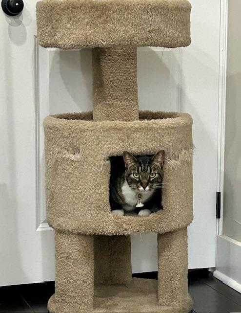 Lynx, ADOPTABLE, Adult Male Domestic Short Hair.