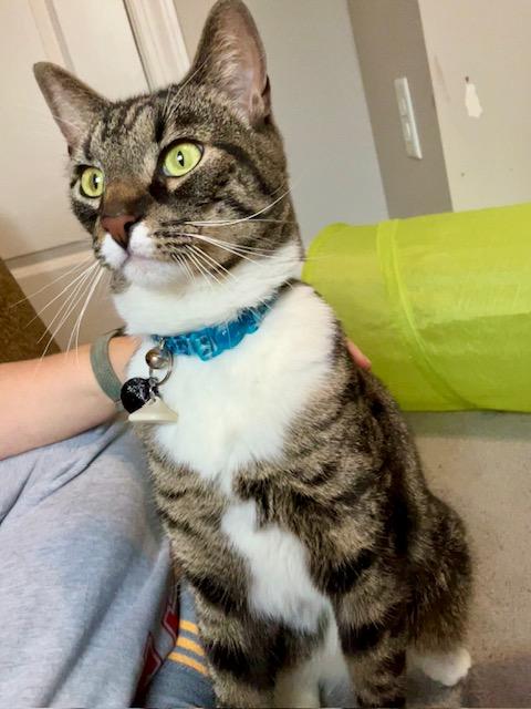 Lynx, a ADOPTABLE Domestic Short Hair in Philadelphia, PA image 2/6