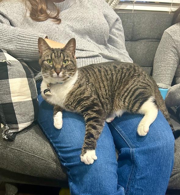 Lynx, a ADOPTABLE Domestic Short Hair in Philadelphia, PA image 5/6