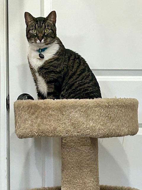 Lynx, a ADOPTABLE Domestic Short Hair in Philadelphia, PA image 6/6