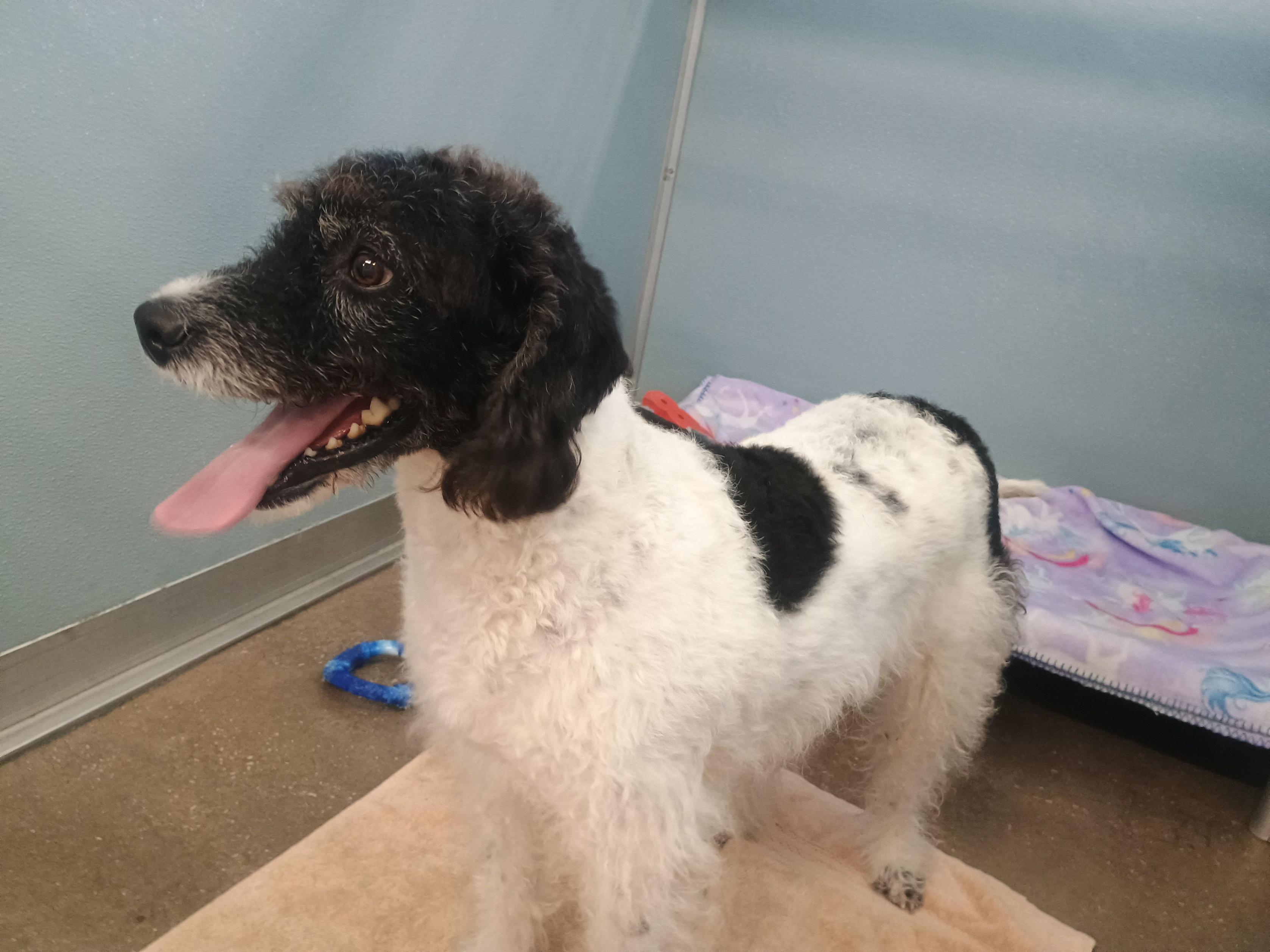 Enlarge Basil, an adopted Poodle in New Port Richey, FL image 2/5