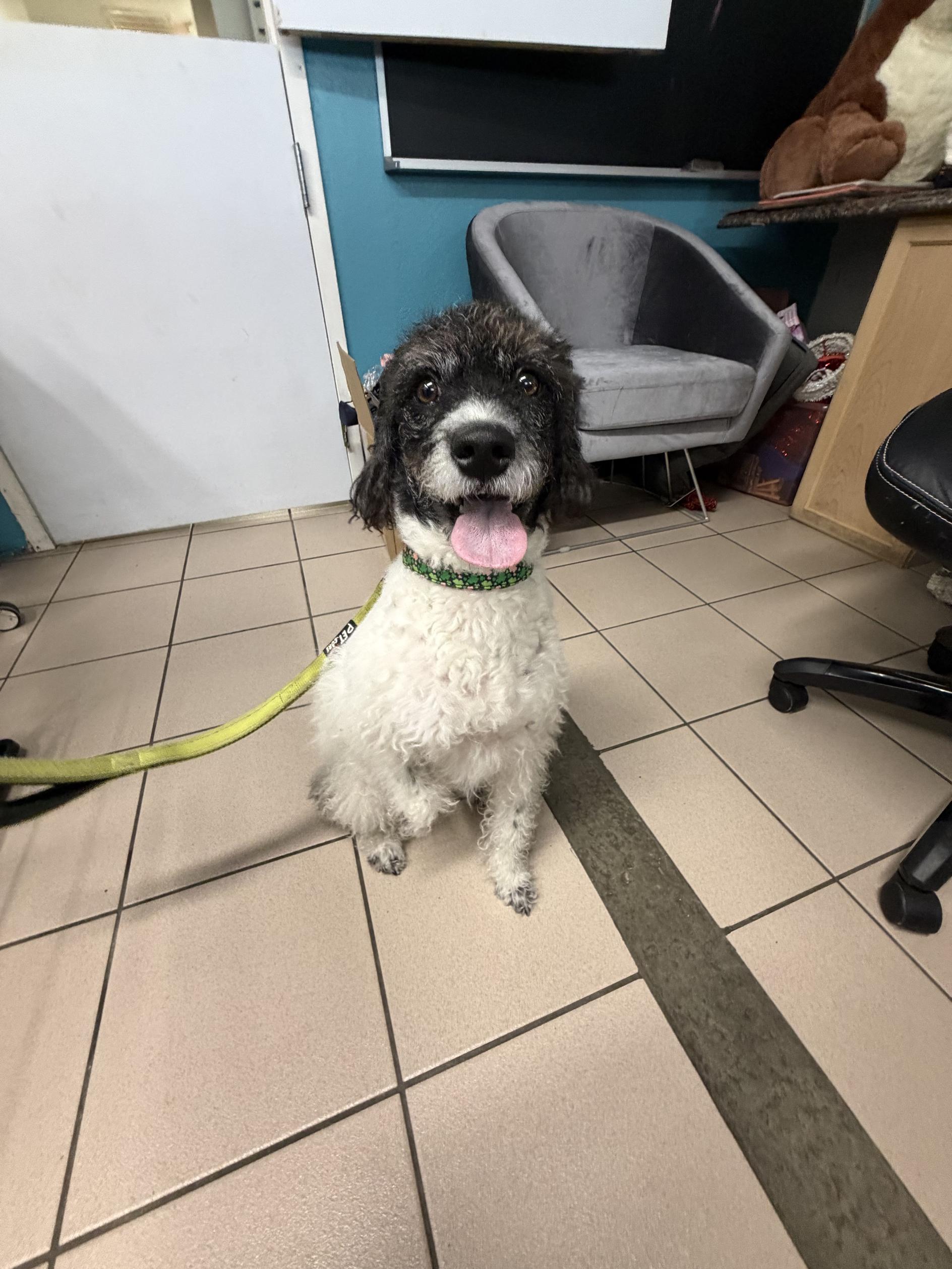Enlarge Basil, an adopted Poodle in New Port Richey, FL image 4/5