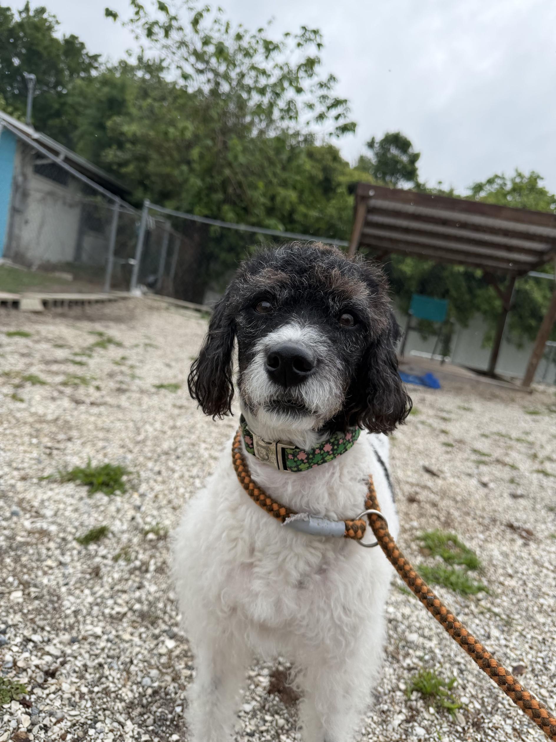 Enlarge Basil, an adopted Poodle in New Port Richey, FL image 5/5