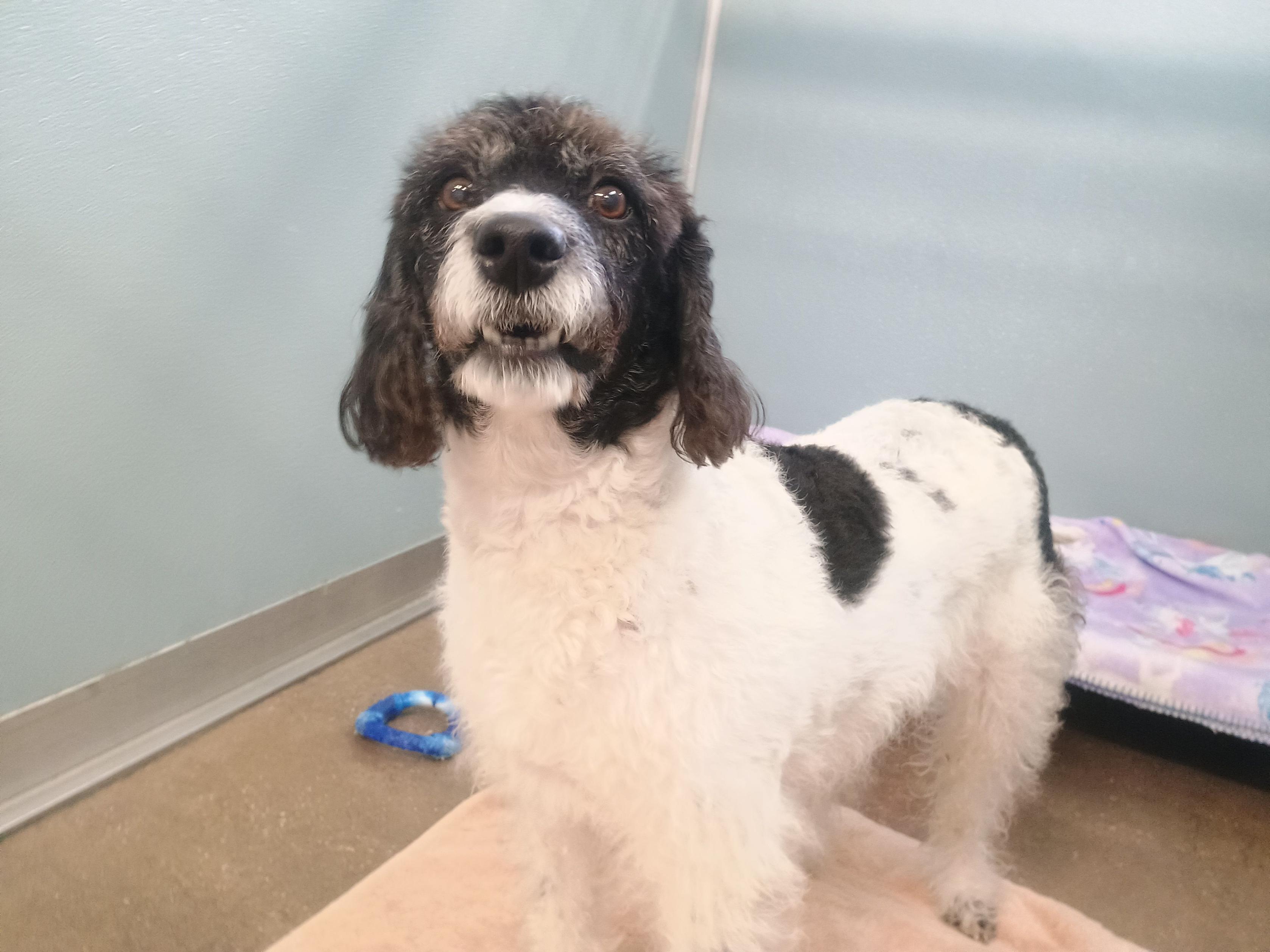 Enlarge Basil, an adopted Poodle in New Port Richey, FL image 3/5