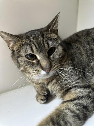 Enlarge Dolly, a ADOPTABLE Domestic Short Hair in Traverse City, MI image 3/3