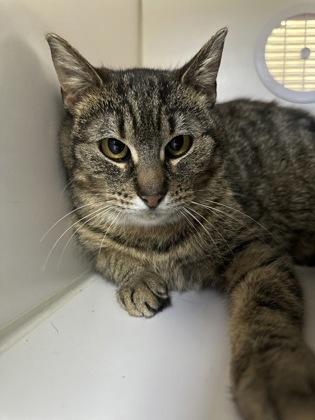 Enlarge Dolly, a ADOPTABLE Domestic Short Hair in Traverse City, MI image 2/3