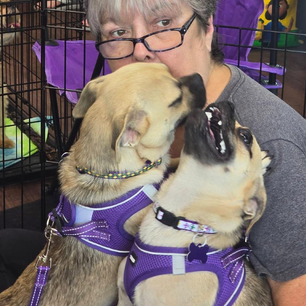 Enlarge Cheech, a Adoptable mixed breed in Allen, TX image 1/6