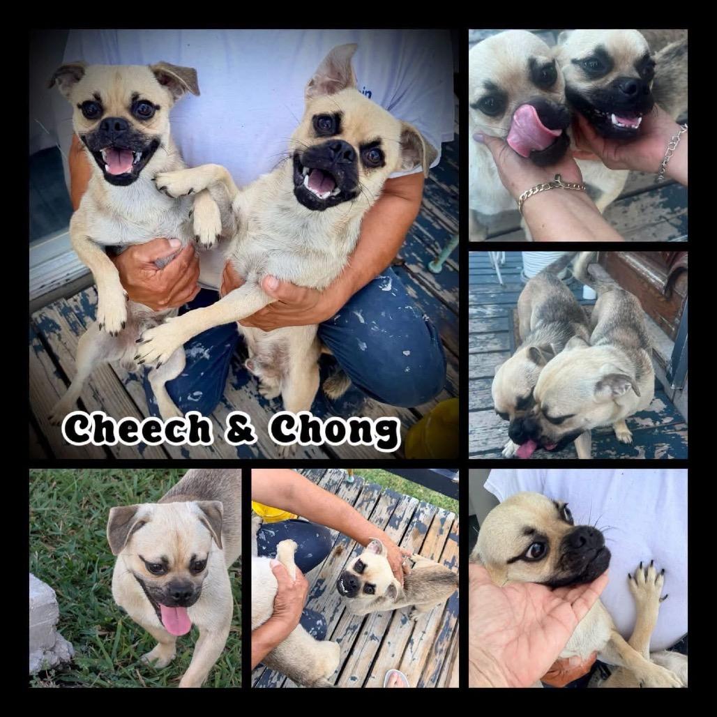 Enlarge Cheech, a Adoptable mixed breed in Allen, TX image 2/6