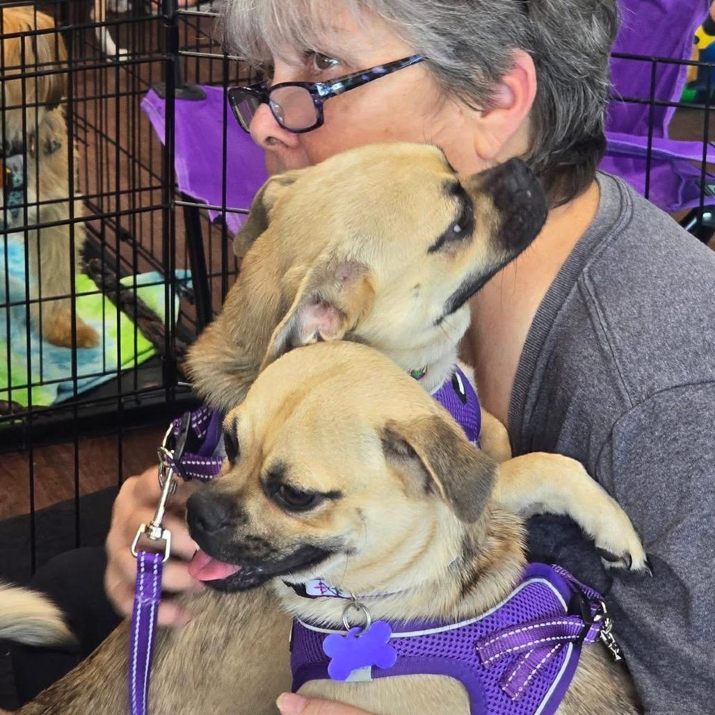 Enlarge Cheech, a Adoptable mixed breed in Allen, TX image 4/6
